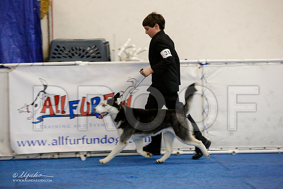_M3_9651-AddisonHuskyMar2015-HR3