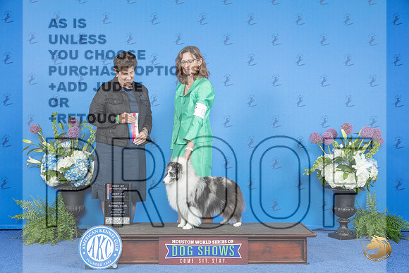 Shetland Sheepdog #8 THUR WB BO BOW Judge Ann Yuhasz__JP_8262_Houston_2024_HR3