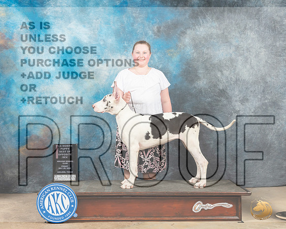 Great Dane #16 Fri PBOS Judge Thomson Stanfield-MMJ_2945-Addison2022-HR3