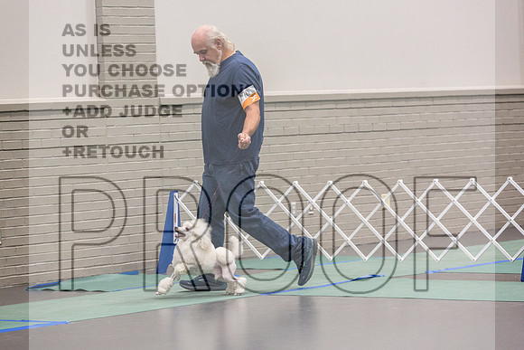 Poodle Sat Ring_JJL_0961_UKCLNGVIEWOCT2024_2024_HR3