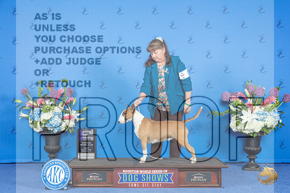 Bull Terrier Colored #26 WB M Judge Ann Yuhasz__JP_9305_Houston_2024_HR3