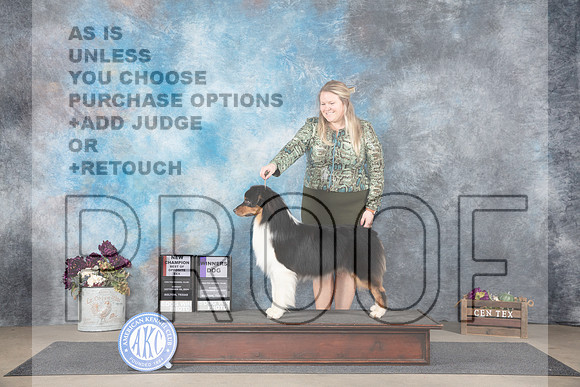 Australian Shepherd #7 Sun WDBOSNCh Judge Gloria Kerr__JP_7626_Belton_2024_HR3