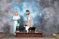 Cardigan Welsh Corgi #391 Sun G3 Judge Chandra Martin