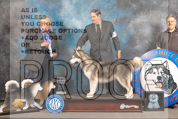 Alaskan Malamute #12 WED SB Judge John Wade_MJ_2533_Houston_2022_HR3