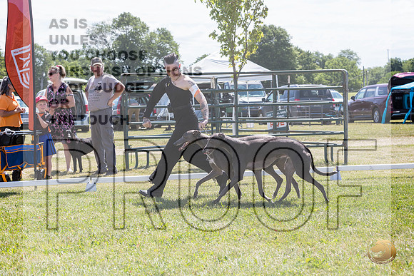 Greyhounds #104 #105 Brace Wed_JJL_1778_Premier_2024_HR3