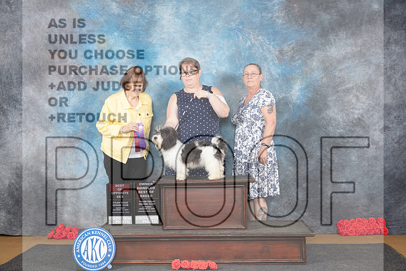 Havanese #8 Sat BOSOHBOB Judge Helen Tomb-Taylor__JP_0232_Sulphur Springs_2024_HR3