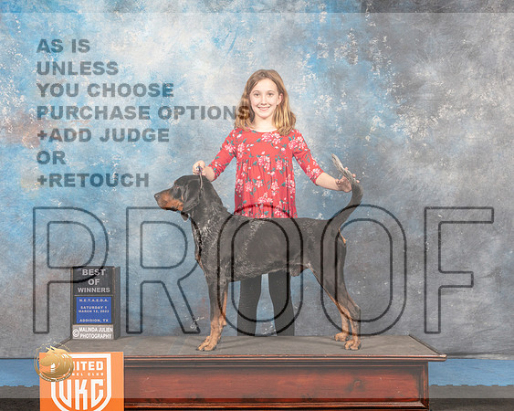 Blue Tick Coonhound #244 Sat1 BOW Judge Tracey Kallas_MMJ_6369_Addison2022_HR3