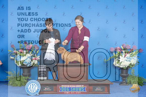 Norfolk Terrier #9 THUR G4 Judge Ann Yuhasz__JP_8417_Houston_2024_HR3