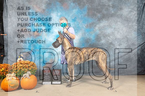 Great Dane #12 ROSOHBOB Judge Del Richard_MJ_5683_Belton_2022_HR3