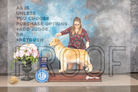 Golden Retriever #78 Sun WB Judge Joe Walton_MJ_7637_Houston_2022_HR3