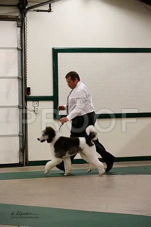 MultiPoodle-2569-NormNov13-HR