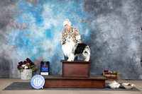 Shetland Sheepdog #15 WDBOW Sat Judge Sulie Greendale-Paveza