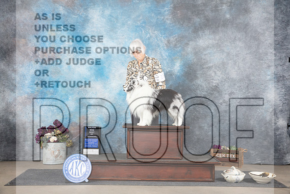 Shetland Sheepdog #15 WDBOW Sat Judge Sulie Greendale-Paveza__JP_7213_Belton_2024_HR3