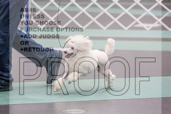 Poodle Miniature Rings Fri Ring 1_JJL_7174_UKCLNGVIEWOCT2024_2024_HR3