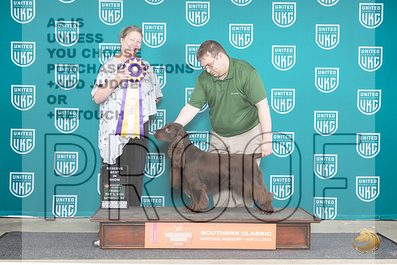 Field Spaniel #175 Fri RBIS Judge Pamela Perdue__JP_6394_BatesvilleMS_2024_HR3