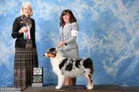 Australian Shepherd #10 Sat NC BOS Phillips Ellis Kathrin & Linda Phillips Judge Ms Nancy D Simmons