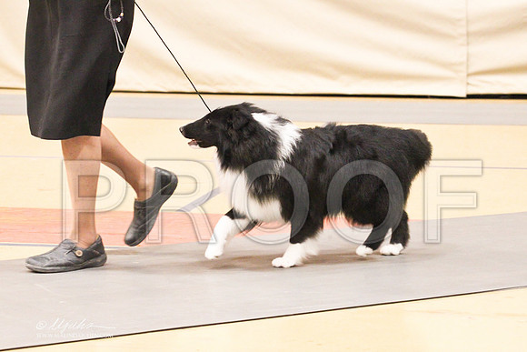 Sheltie-1374LR