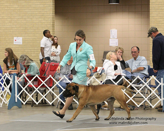 12-18dogs-8035