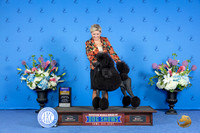 Poodle Standard #34 SAT BOB Judge Sandra Lex