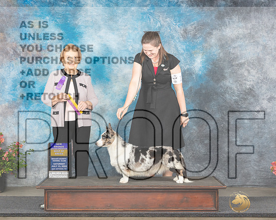 Cardigan Welsh Corgi #12 Sat BOBBGCH Judge Polly (Mrs Robert) D Smith_JP_4724e_San Antonio_2024-HR3