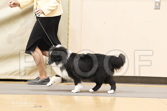 Sheltie-1357LR