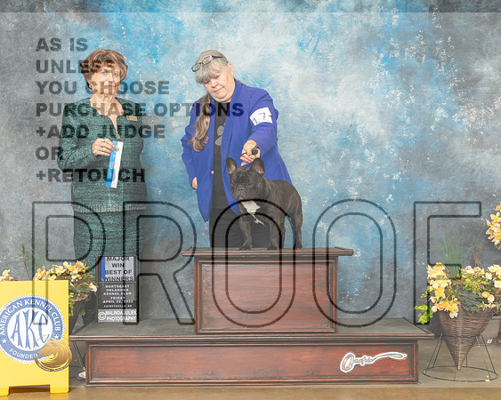 French Bulldog #17 Fri BOW Judge Carol Jean Nelson-MMJ_9340-NWARK2022-HR3