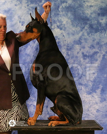 dobe-8179-MidFeb14-HR