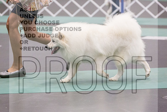 American Eskimo Rings Fri Ring 1_JJL_7617_UKCLNGVIEWOCT2024_2024_HR3