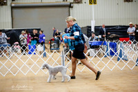 Bedlington Terrier Sat Ring