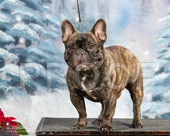 _ST_9178-DallasDec2014-HR3