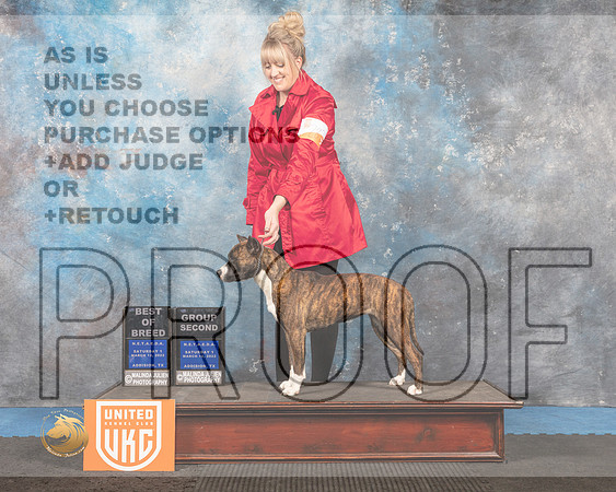 American Pit Bull Terrier #282 Sat1 G2 Judge David Arthur_MMJ_6250_Addison2022_HR3