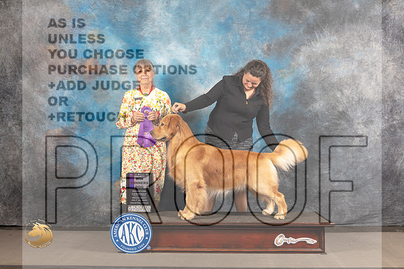 Golden Retriever #55 Wed WD Judge Jill Warren_MJ_3042_Houston_2022_HR3