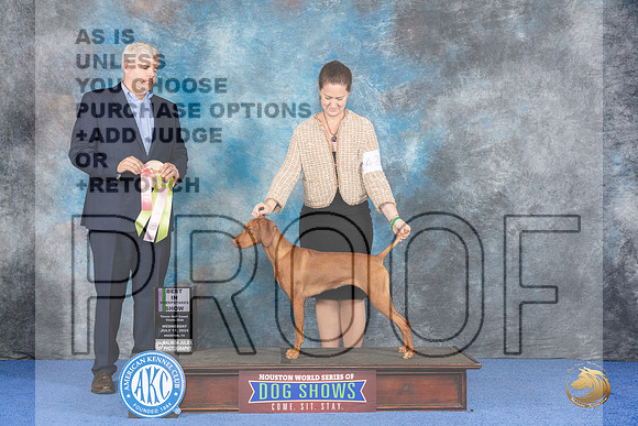 Vizsla #42 Wed BISweeps Judge Christopher Keith__JP_7481_Houston_2024_HR3