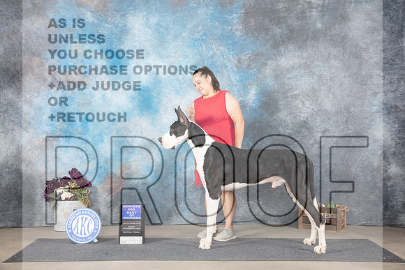 Great Dane #15 WDBOW Judge Eric Liebes__JP_7630_Belton_2024_HR3