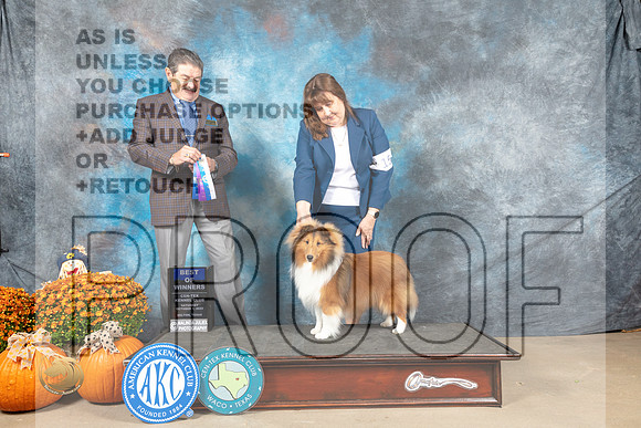 Shetland Sheepdog #15 Sat BOW Judge Lloyd Graser_MJ_5588_Belton_2022_HR3