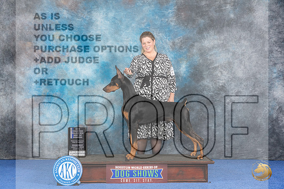 Doberman #31 WED WD BOW M NC Judge Nancy Liebes__JP_7368_Houston_2024_HR3