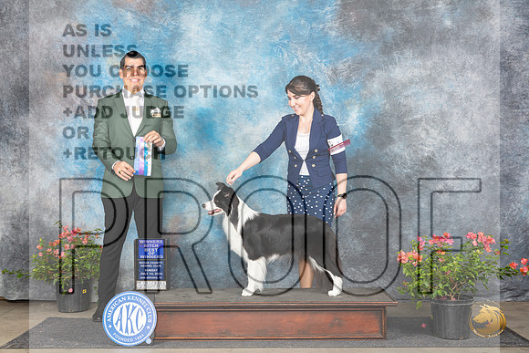 Border Collie #14 Sun BOW __JP_6085_San Antonio_2024_HR3