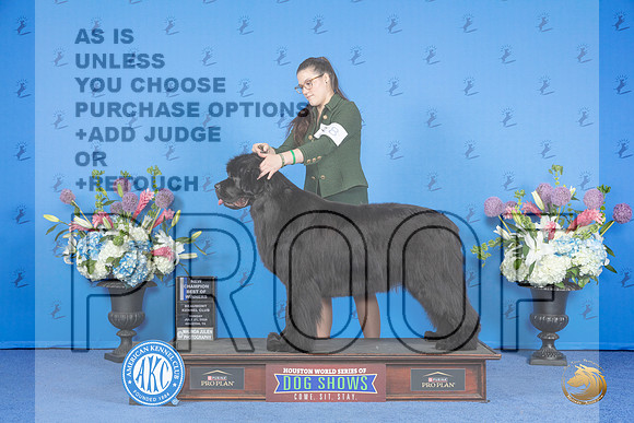 Newfoundland #8 SUN BOW WB NC Judge Ronald Freeman__JP_0545_Houston_2024_HR3