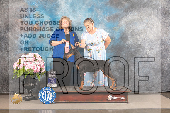Doberman Pinscher #50 FRI PG1 BPIWG Judge Kathleen Farlow_MJ_5940_Houston_2022_HR3