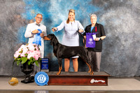 Black and Tan Coonhound #17 Sat G1 Judge Luis Sosa