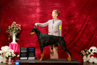 Doberman Pinscher Sun Elain Berg