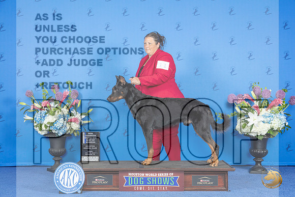 Beauceron #11 FRI WD BOW NC M Judge Annella Cooper__JP_9367_Houston_2024_HR3