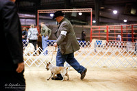 Australian Cattle Dog 4 to 6 Dogs Fri  Sweeps Rings