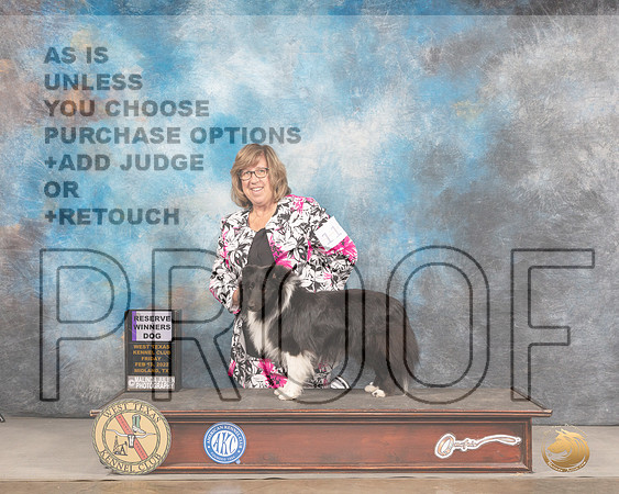 Shetland Sheepdog #11 Fri RWD Judge Barbara AldermanMMJ_3198_Mdlnd2022_HR3