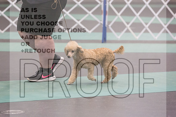 Poodle MC Sat Ring_JJL_0864_UKCLNGVIEWOCT2024_2024_HR3
