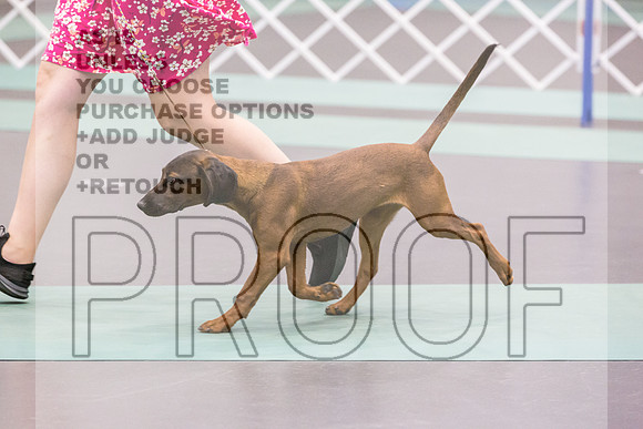 Bavarian Mountain Hound Ring Fri Ring 1_JJL_5107_UKCLNGVIEWOCT2024_2024_HR3