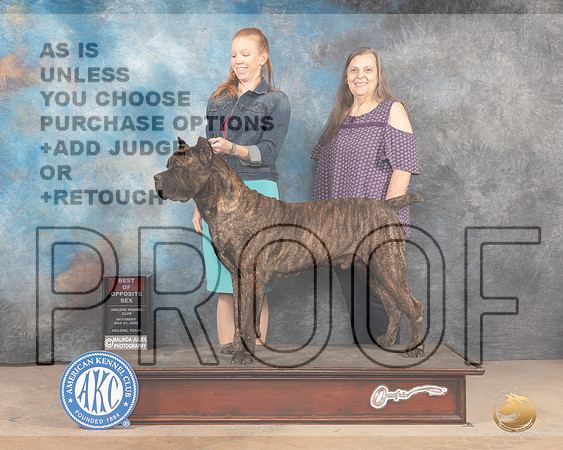 Cane Corso #7 Sat BOS Judge Thomson Stanfield Jr-MMJ_3819-Abilene2022-HR3