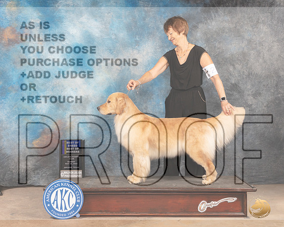 Golden Retriever #26 Sun BOB Judge Gloria Kerr-MMJ_4458-Abilene2022-HR3