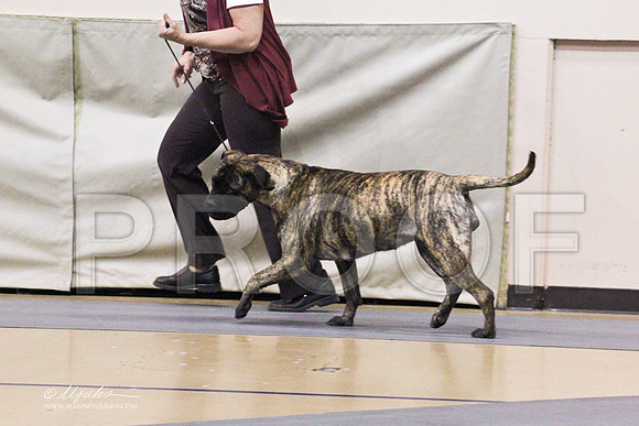 Bullmastiff-0311LR