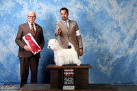 West Highland White Terrier #14 Sat G2 Cohen Paula Christie and Charles Cohen Agent Alfonso Escobedo Jduge Edd Bivin